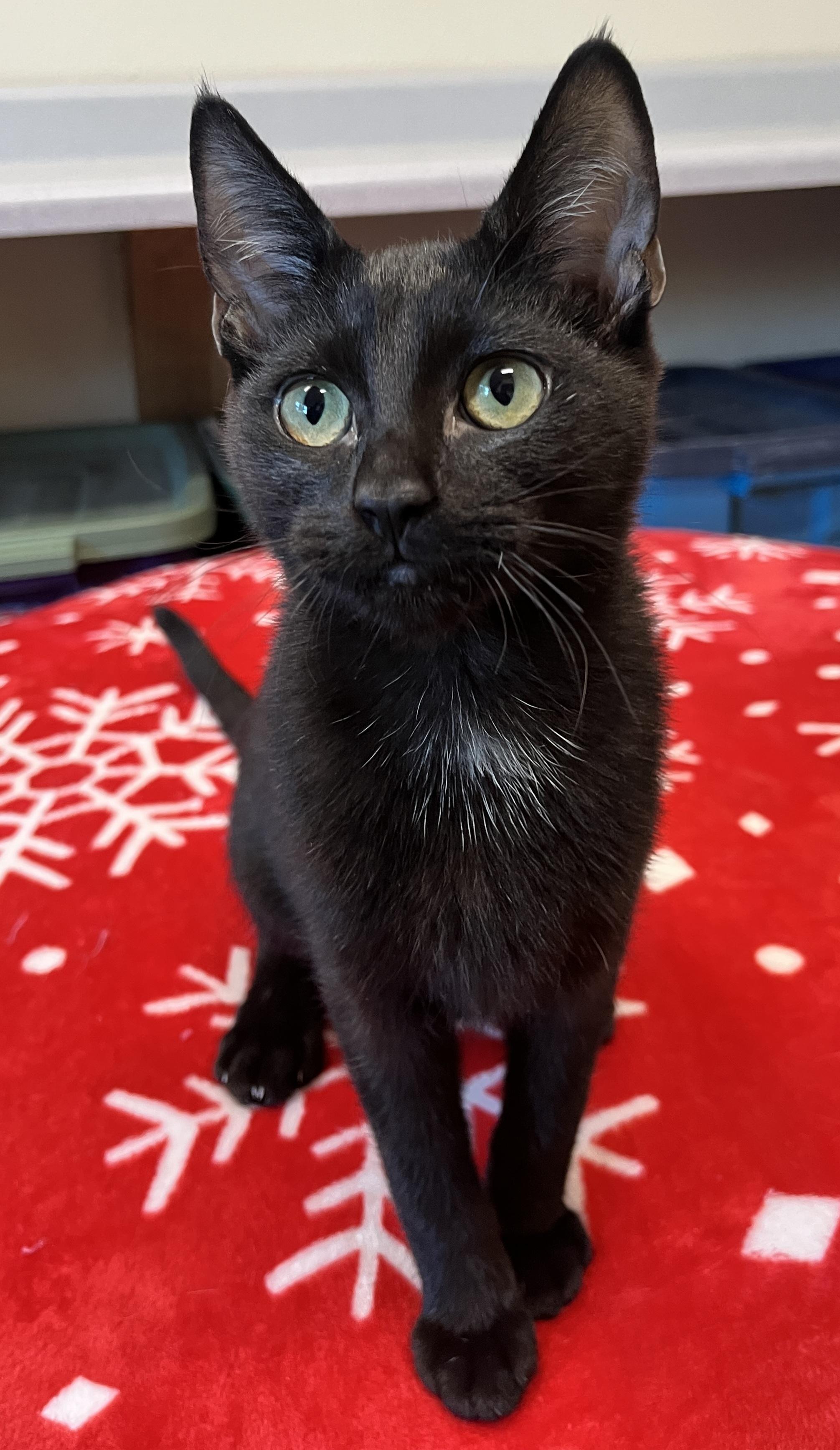Enlarge Falafel & Pita, a Adoptable Domestic Short Hair in Eugene, OR image 2/2