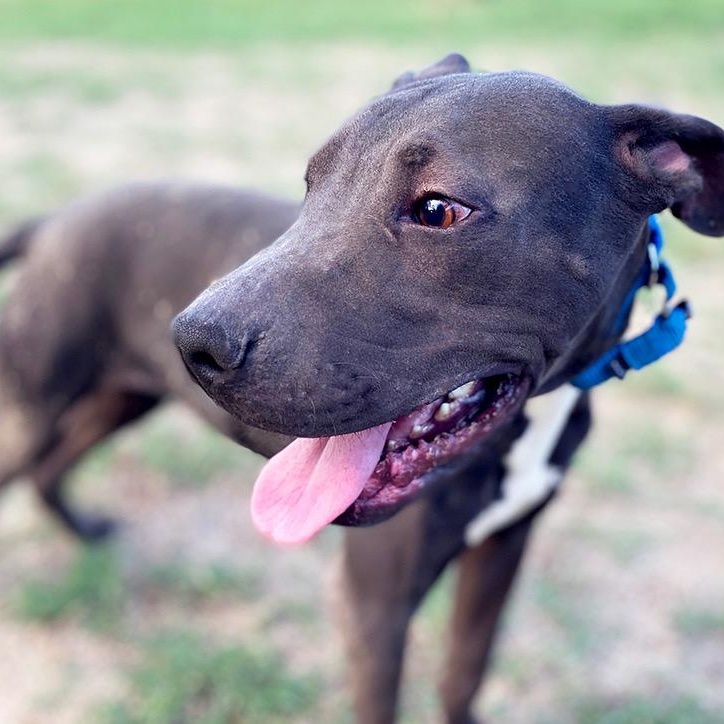 Enlarge Wind, a Adoptable mixed breed in Houston, TX image 2/5