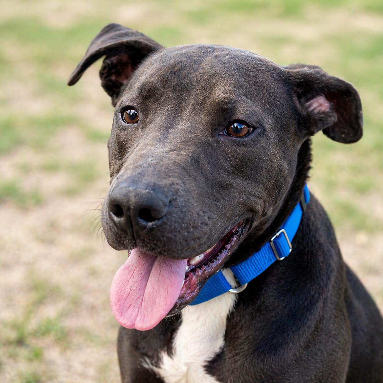 Enlarge Wind, a Adoptable mixed breed in Houston, TX image 1/5