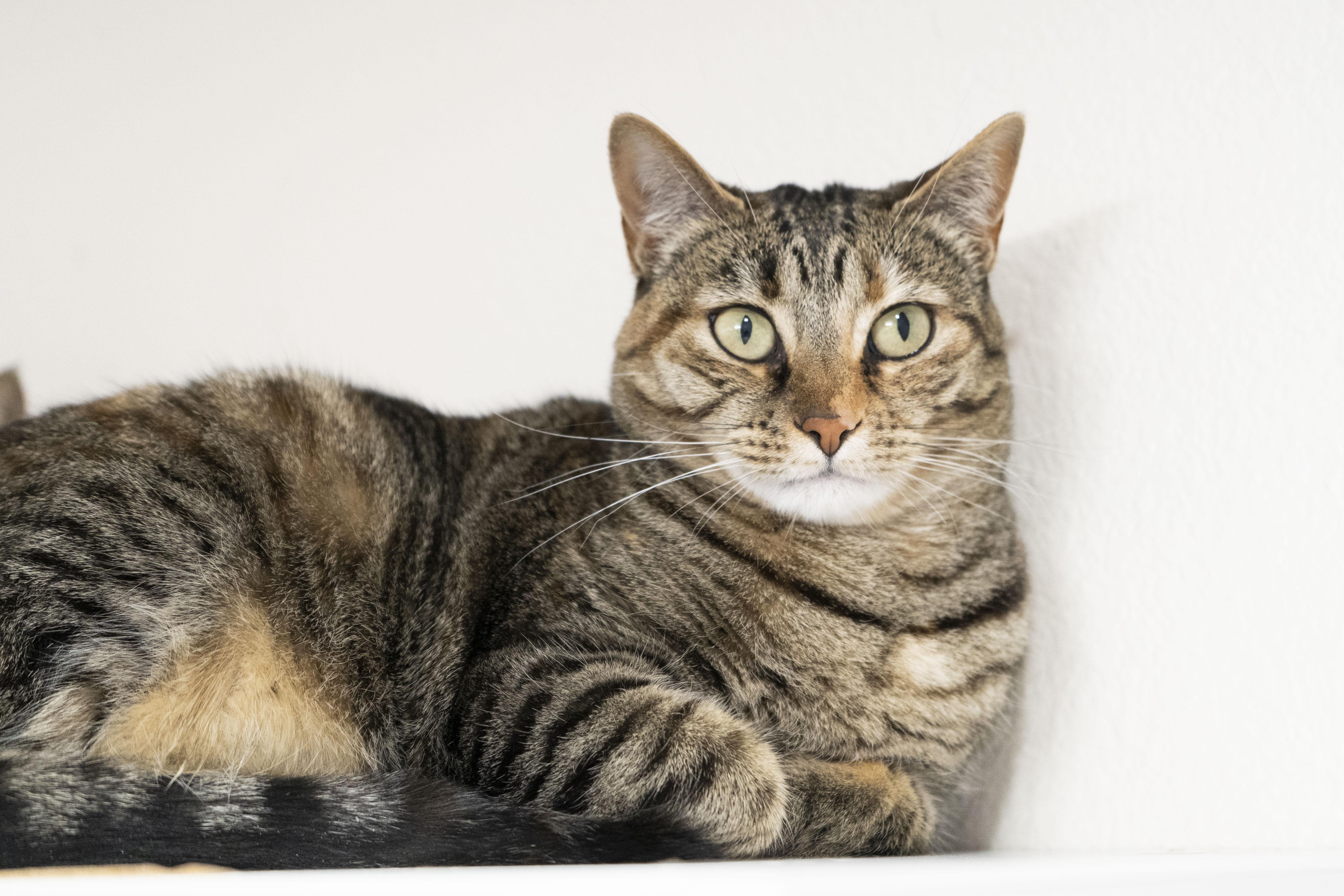Kiwi, a ADOPTABLE Domestic Short Hair in Boise, ID image 3/3
