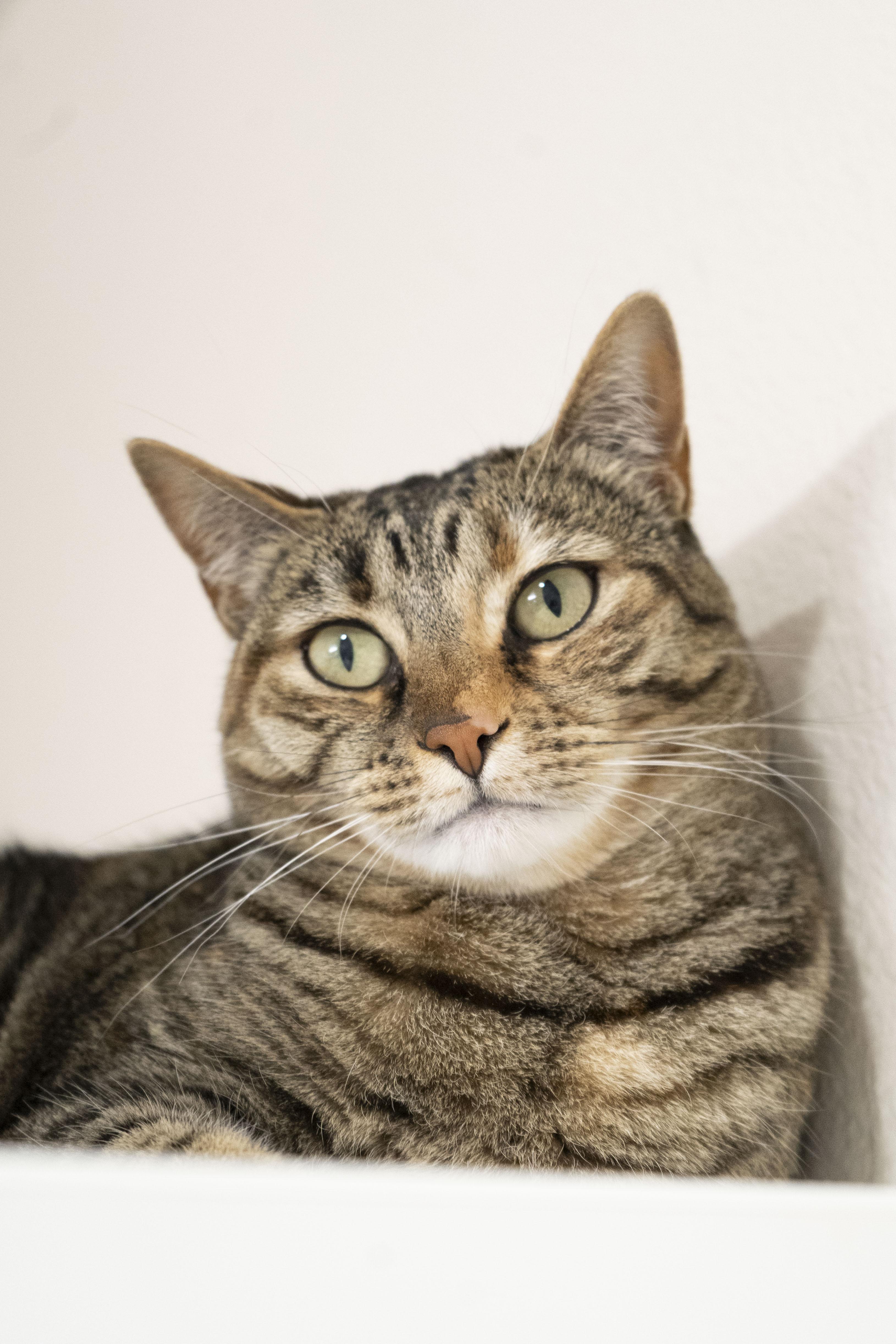 Kiwi, a ADOPTABLE Domestic Short Hair in Boise, ID image 1/3