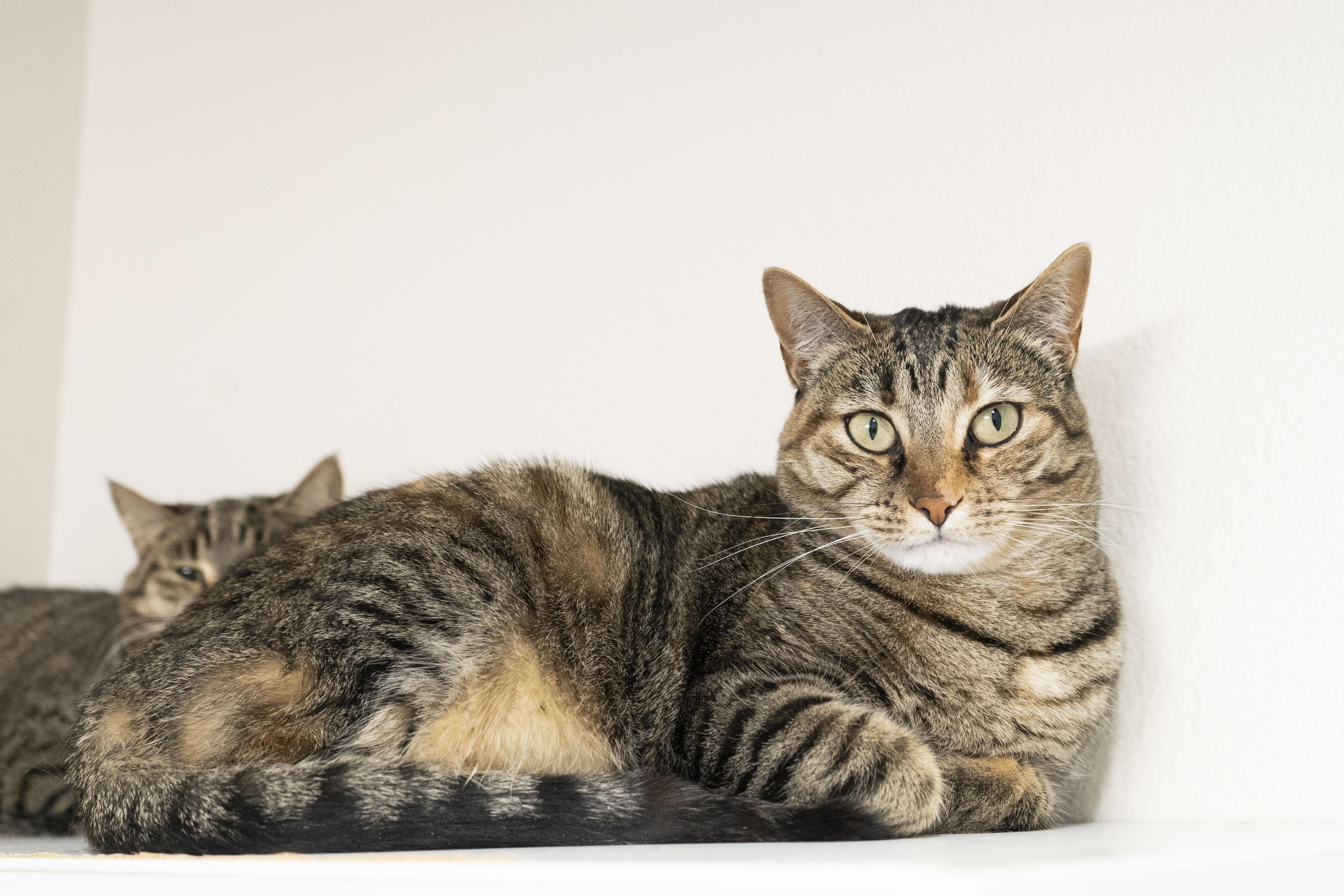 Kiwi, a ADOPTABLE Domestic Short Hair in Boise, ID image 2/3