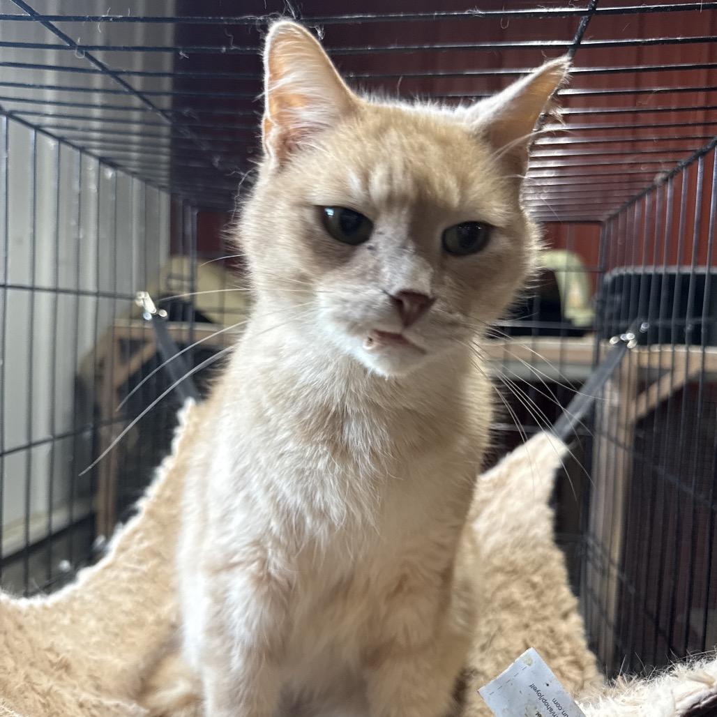 Sir Talks A Lot, Adoptable, Kitten Male Domestic Short Hair.