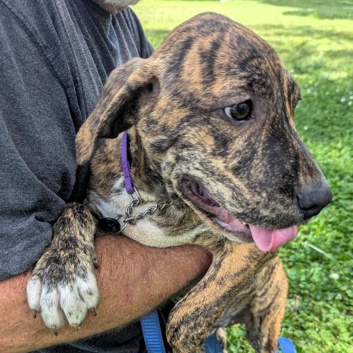 Enlarge Cliff, a ADOPTABLE mixed breed in Milner, GA image 1/2