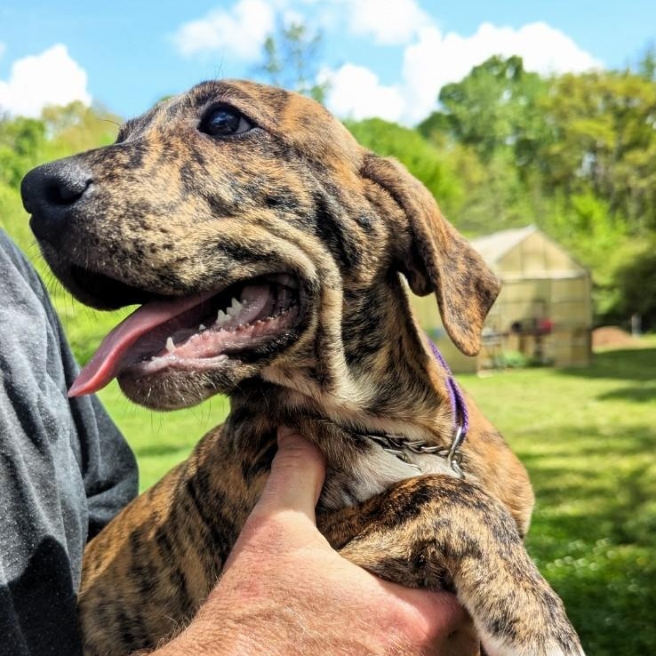 Enlarge Cliff, a ADOPTABLE mixed breed in Milner, GA image 2/2