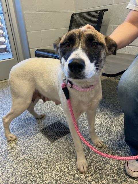 Enlarge Darlin Starling, a Adoptable mixed breed in Mustang, OK image 1/1