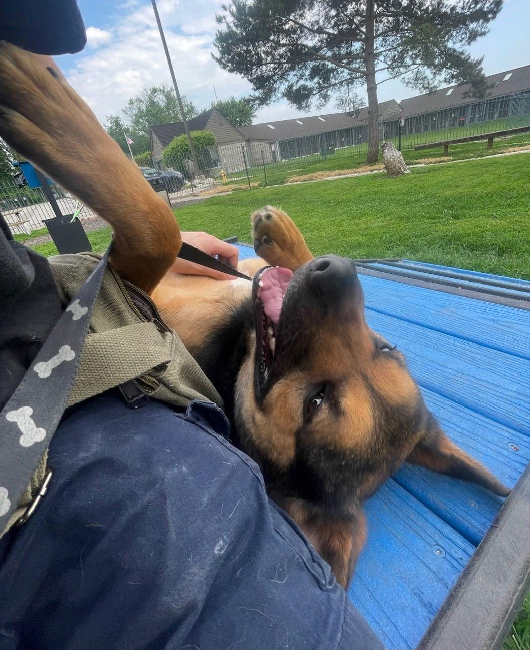 Frankie, Adoptable, Adult Male German Shepherd Dog & Pit Bull Terrier.