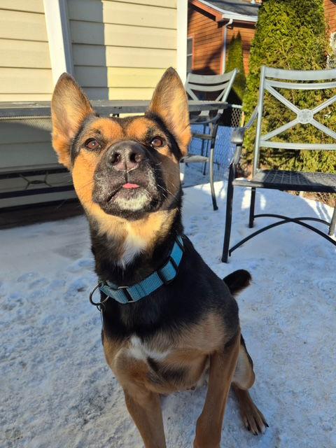 Frankie, Adoptable, Adult Male German Shepherd Dog & Pit Bull Terrier.