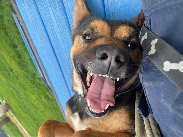 Enlarge Frankie, a Adoptable mixed breed in Island Lake, IL image 3/3