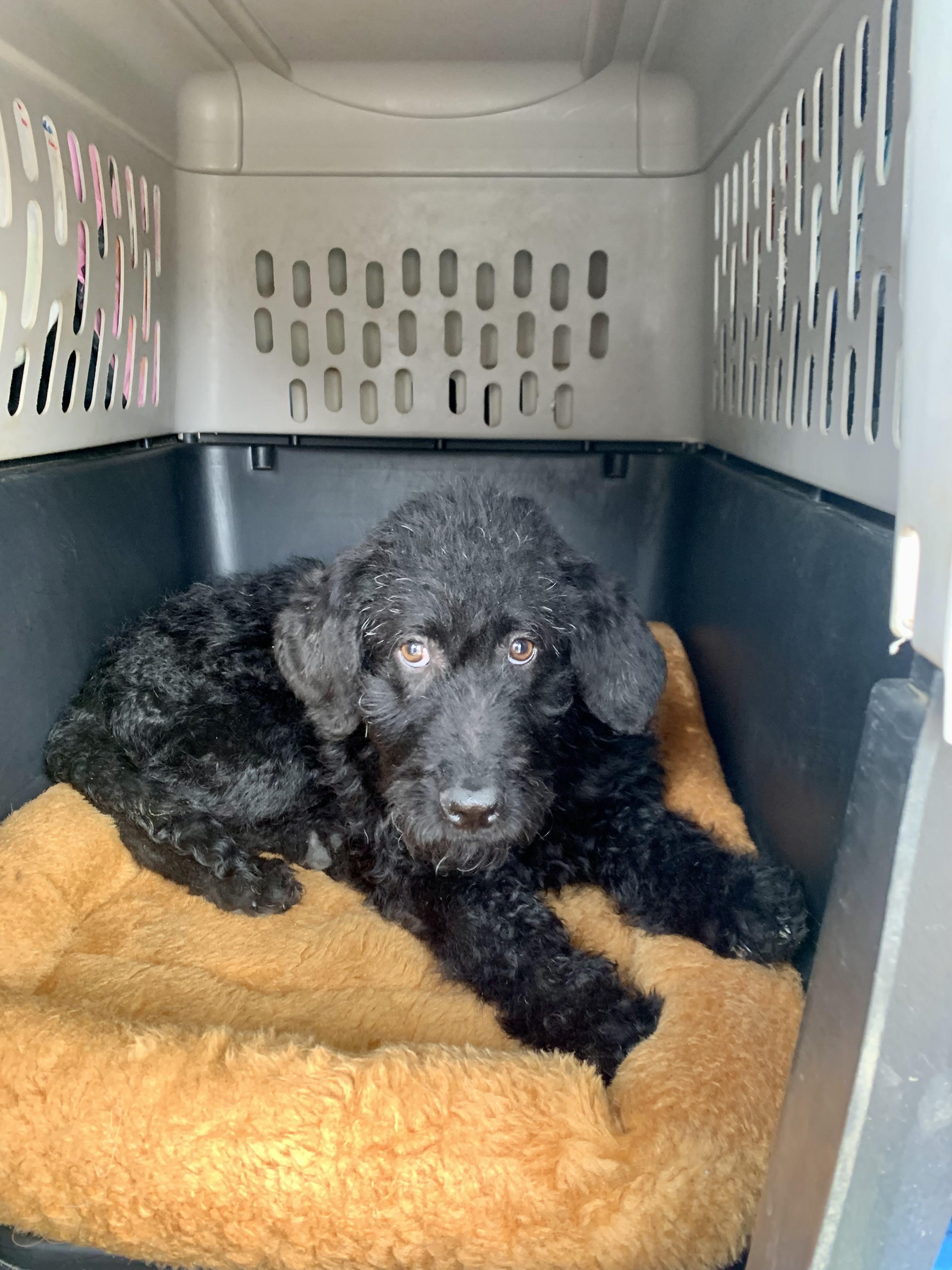 Enlarge Black Goose , a ADOPTABLE Labradoodle in Richmond, VA image 1/2