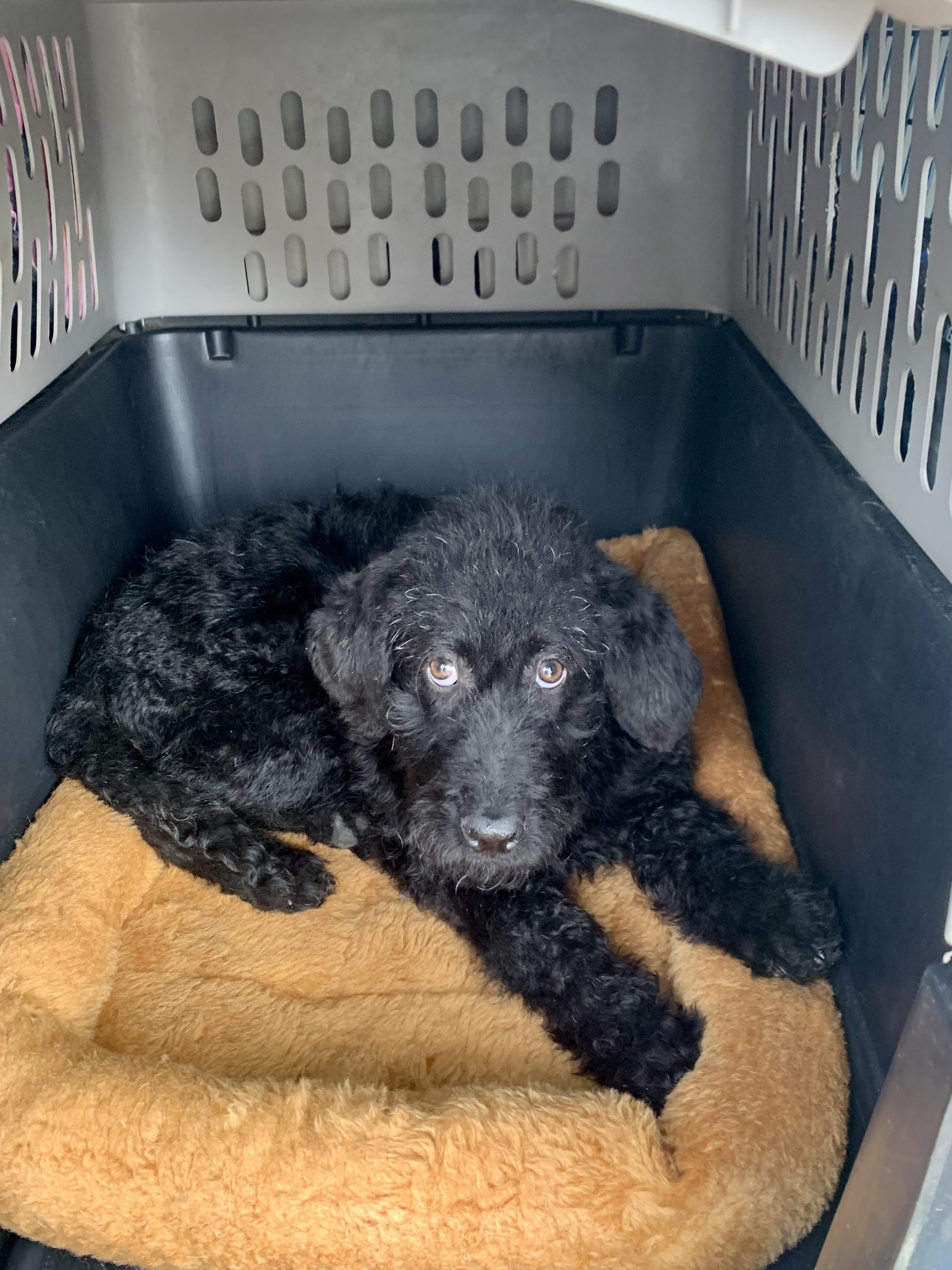Enlarge Black Goose , a ADOPTABLE Labradoodle in Richmond, VA image 2/2