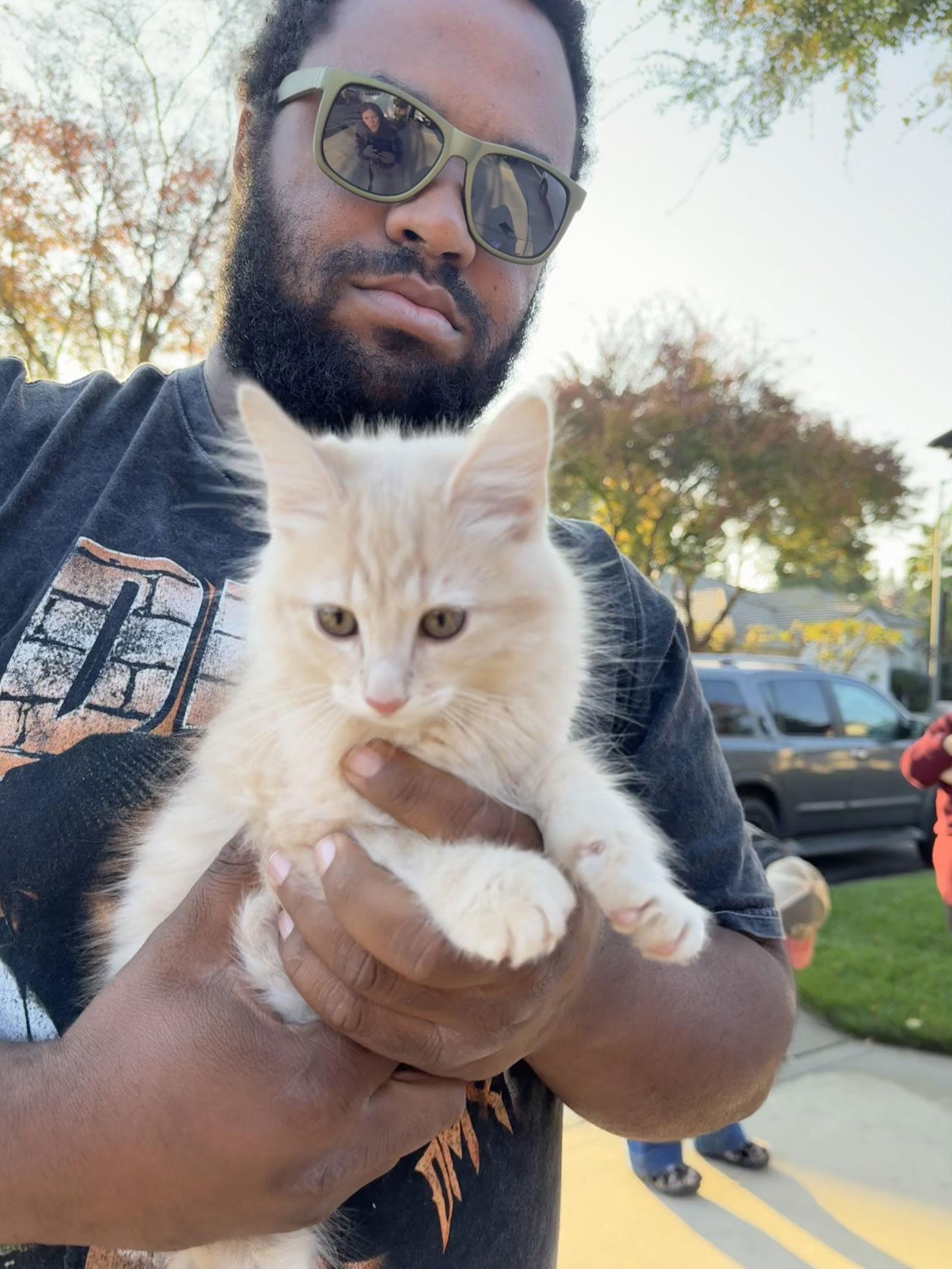 Butterz( AP), Adoptable, Kitten Male Maine Coon & Domestic Long Hair.