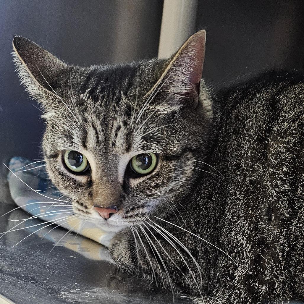 Sammy, Adoptable, Adult Female Domestic Short Hair.