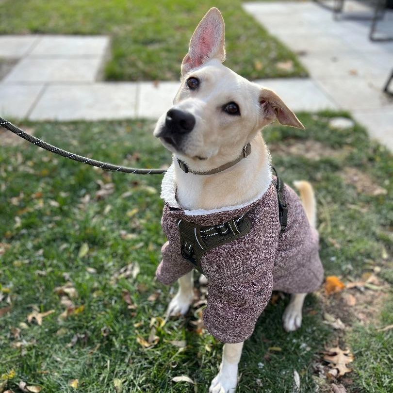Harley, a Adoptable mixed breed in Penfield, NY image 4/6