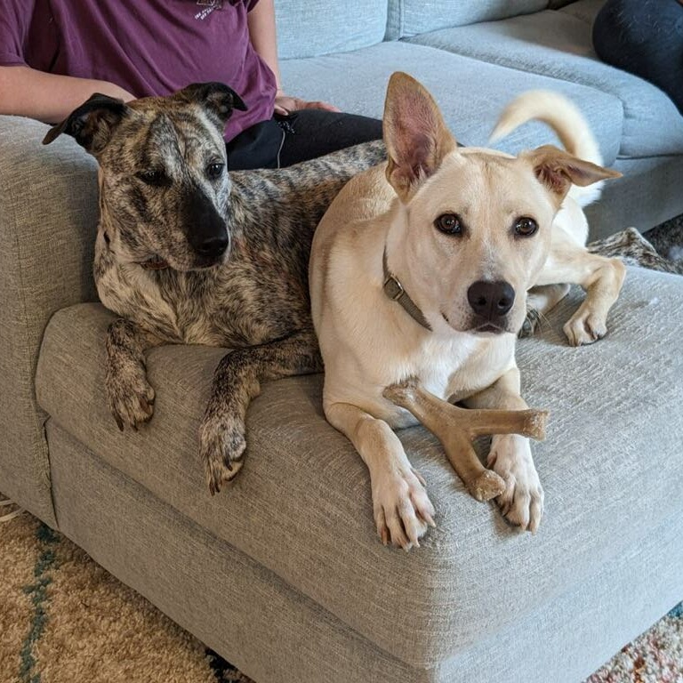 Harley, a Adoptable mixed breed in Penfield, NY image 3/6