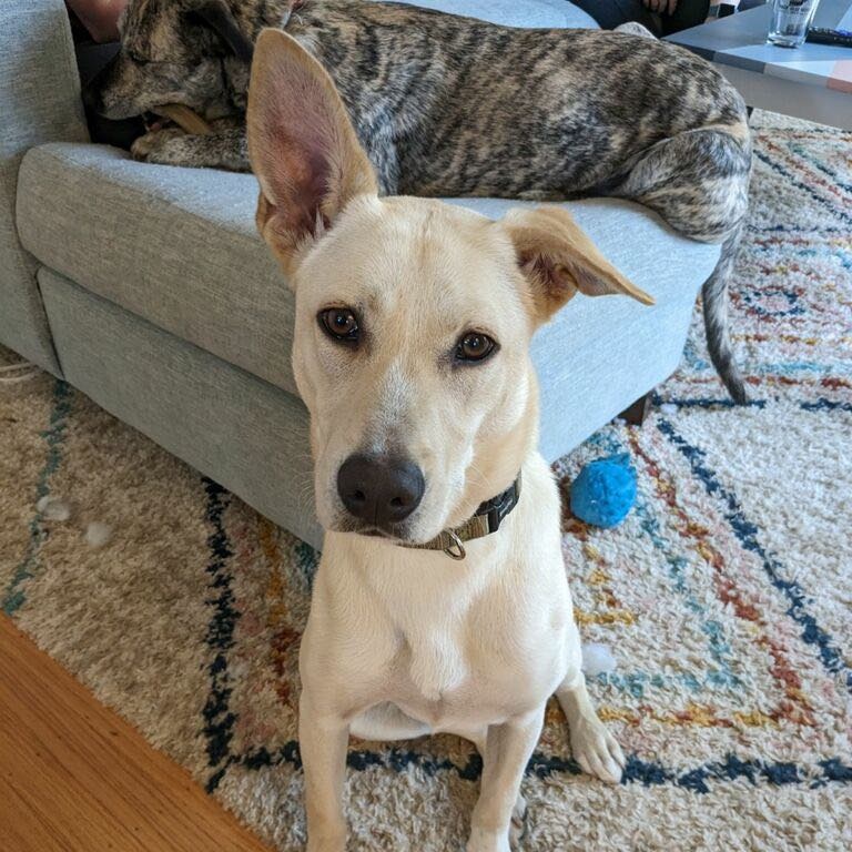 Harley, a Adoptable mixed breed in Penfield, NY image 1/6