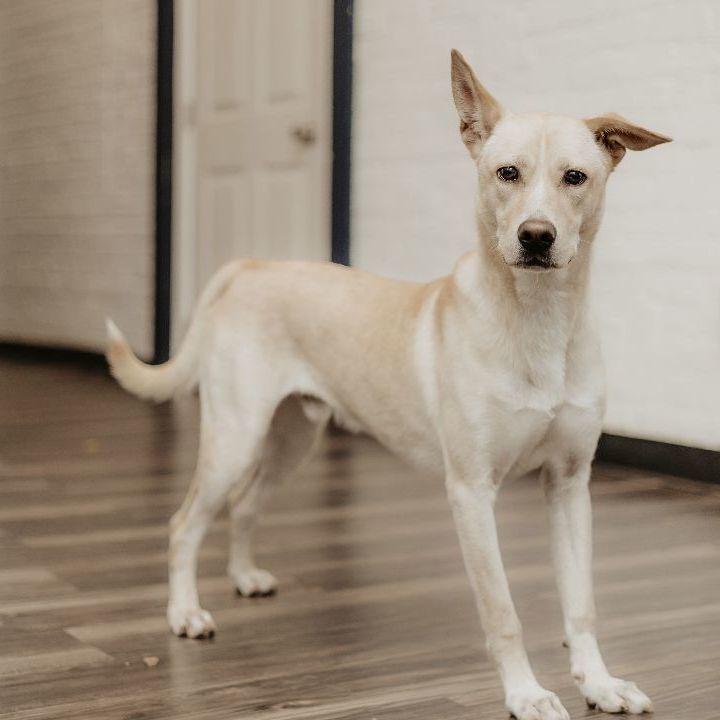 Harley, a Adoptable mixed breed in Penfield, NY image 5/6