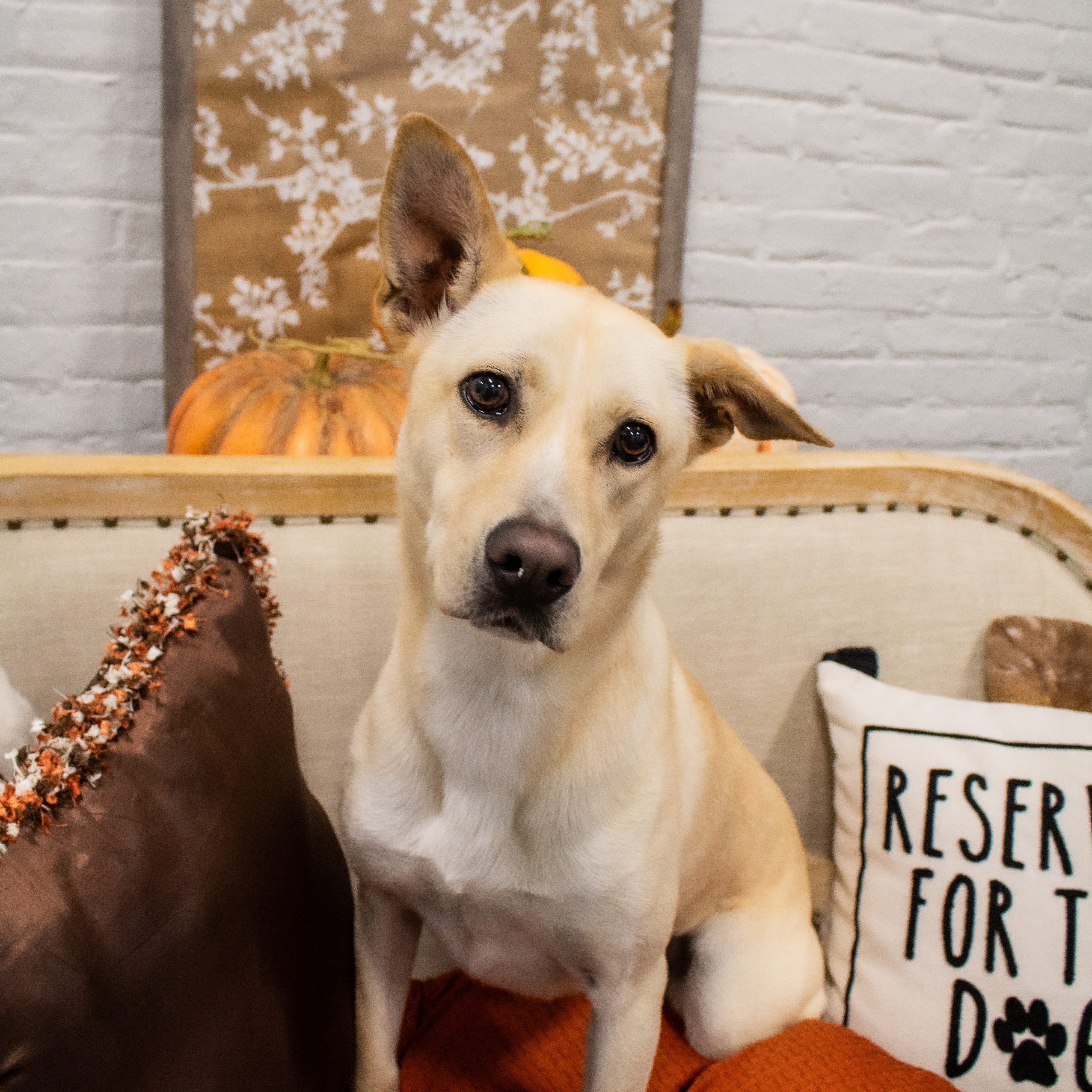 Harley, a Adoptable mixed breed in Penfield, NY image 2/6