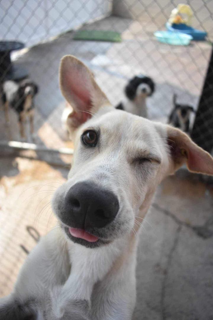 Harley, a Adoptable mixed breed in Penfield, NY image 6/6