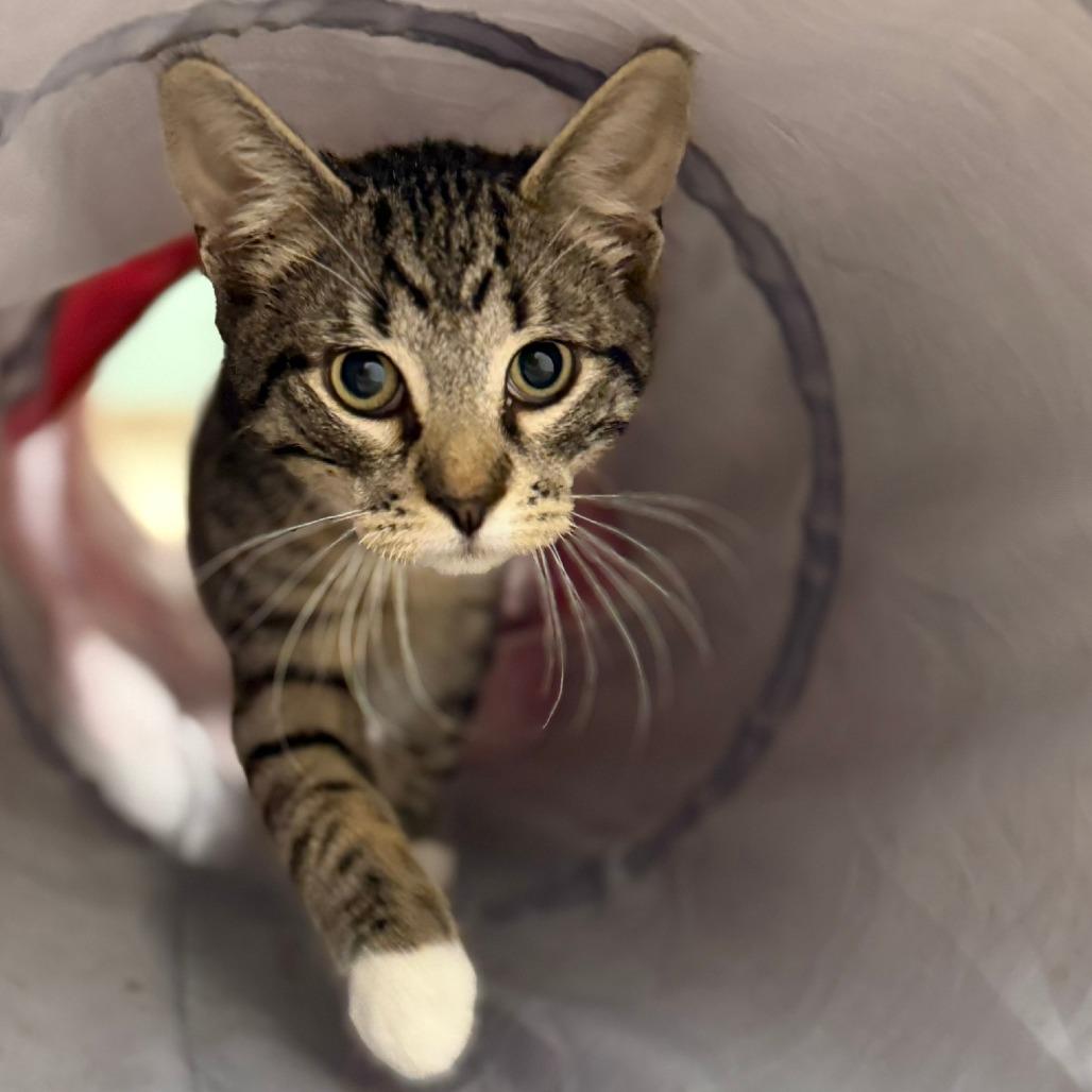 Bali, Adoptable, Kitten Male Domestic Short Hair.