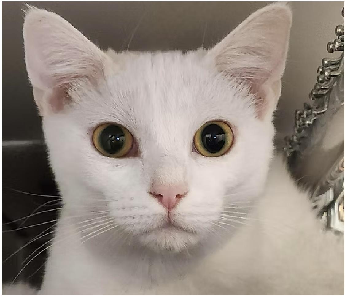 Elsa, Adoptable, Young Female Domestic Short Hair.
