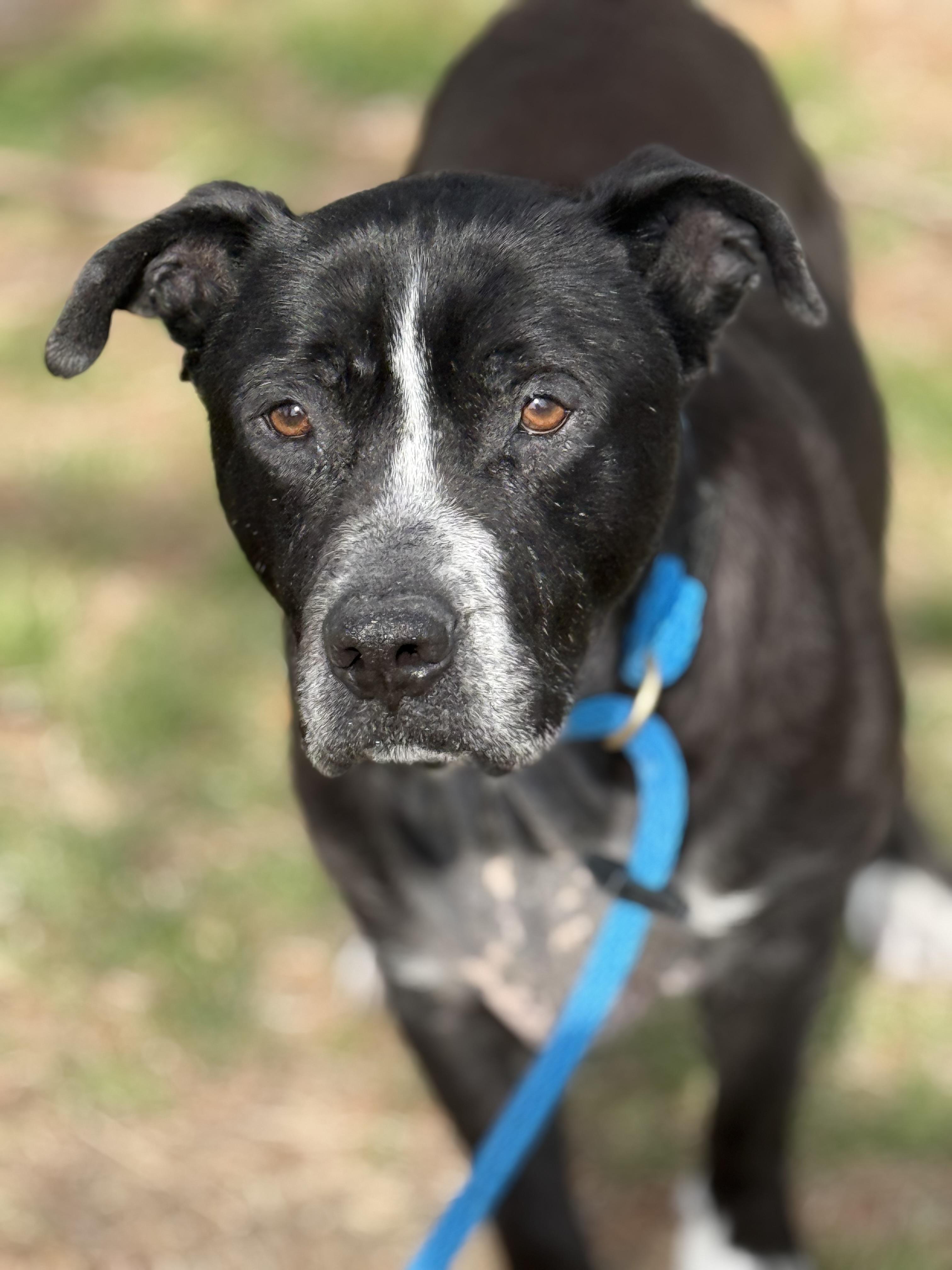Enlarge Nash (in a FOSTER home), a ADOPTABLE mixed breed in Springfield, IL image 1/4
