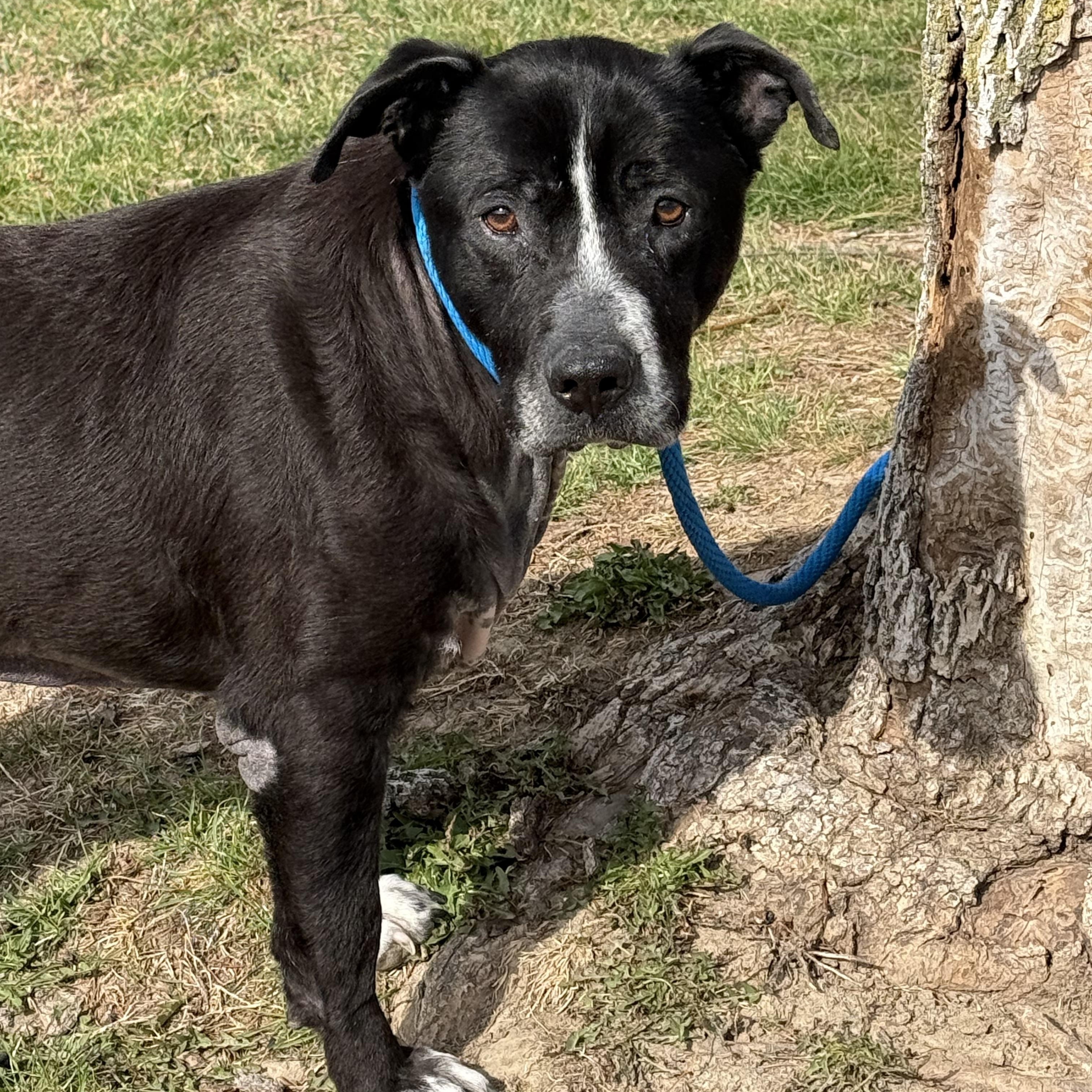 Enlarge Nash (in a FOSTER home), a ADOPTABLE mixed breed in Springfield, IL image 4/4