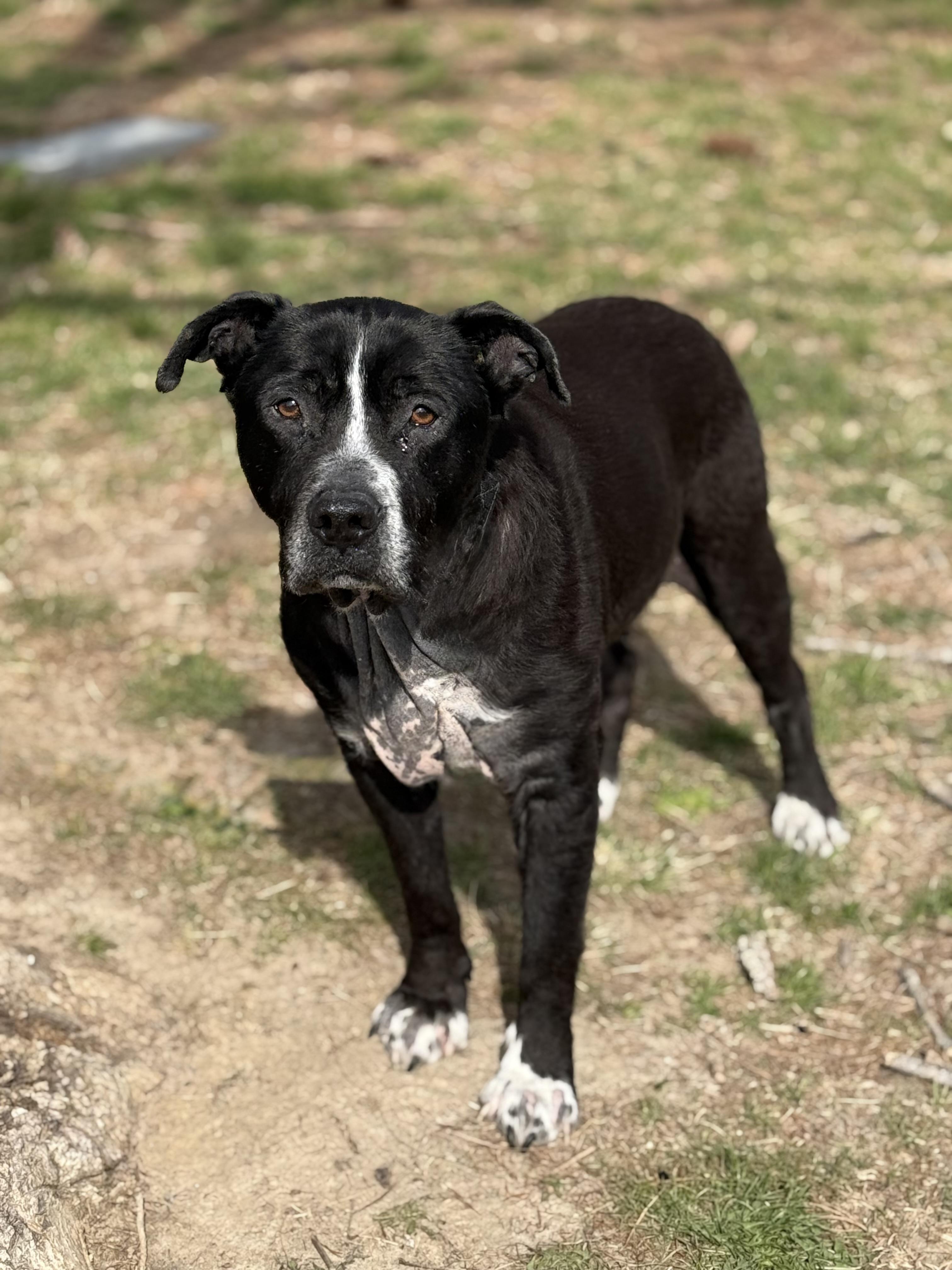 Enlarge Nash (in a FOSTER home), a ADOPTABLE mixed breed in Springfield, IL image 3/4