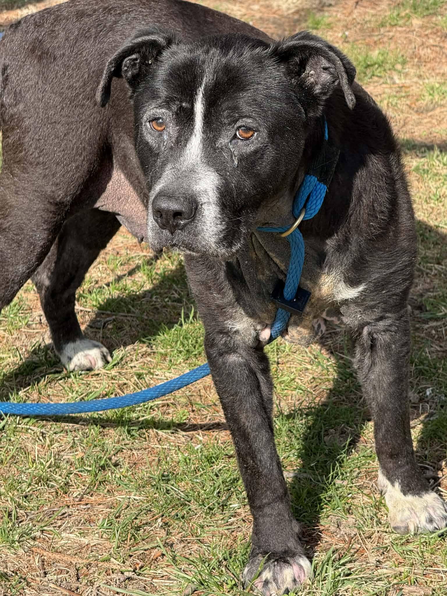 Enlarge Nash (in a FOSTER home), a ADOPTABLE mixed breed in Springfield, IL image 2/4