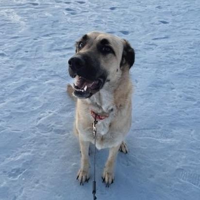 Penny Lane thumbnail 2