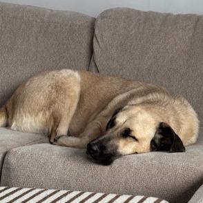 Penny Lane thumbnail 3