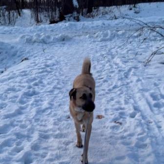 Penny Lane thumbnail 6