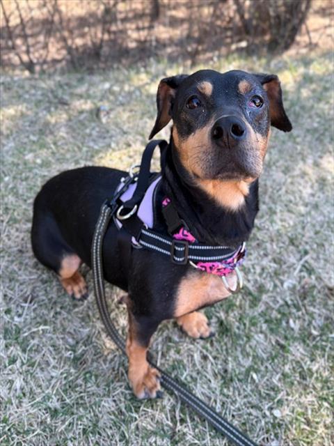 Enlarge SCARLETT, a Adoptable Dachshund in Leesburg, VA image 1/1
