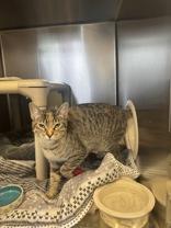 Spoon, ADOPTABLE, Young Female Domestic Short Hair.