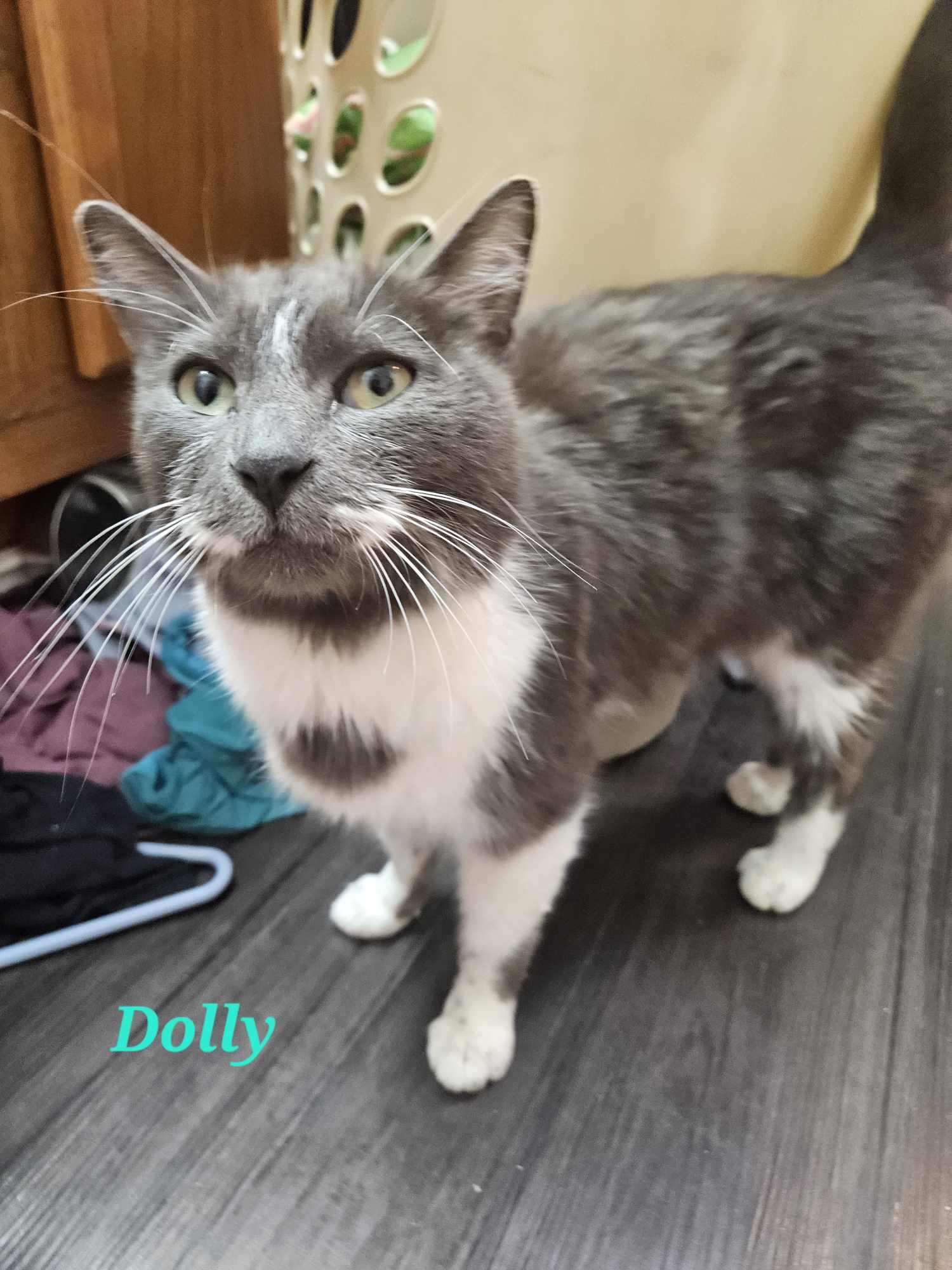 Dolly, Adopted, Young Female Domestic Medium Hair.