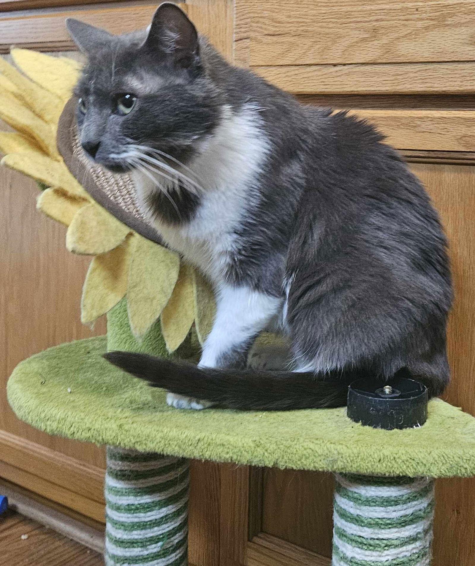 Enlarge Dolly, a Adopted Domestic Medium Hair in Burton, MI image 2/3