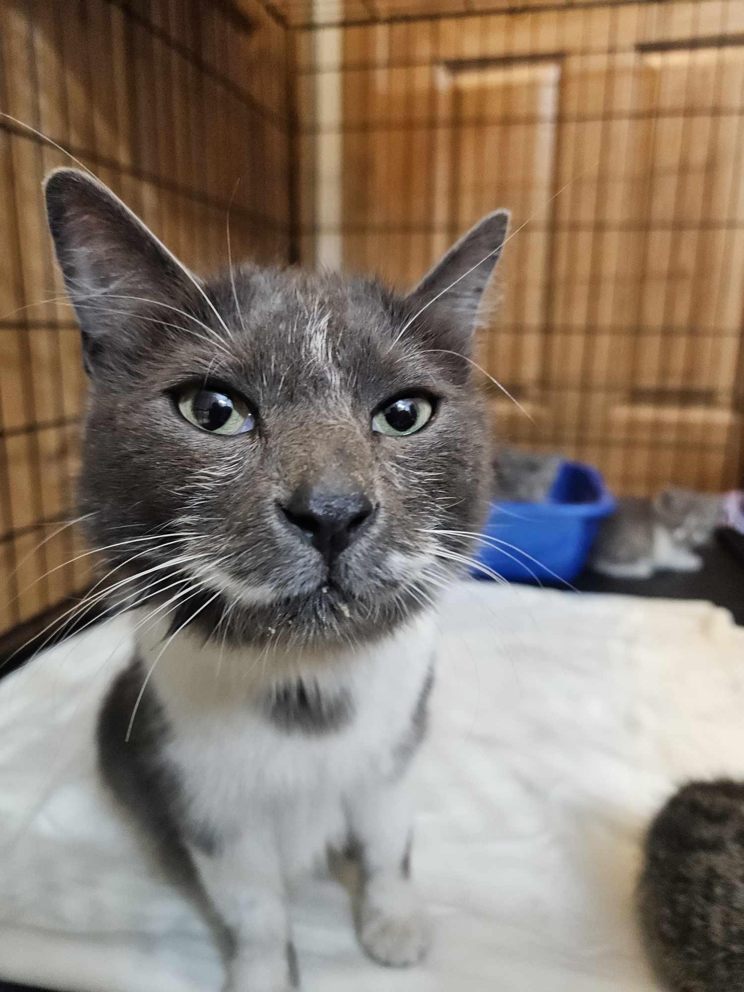 Enlarge Dolly, a Adopted Domestic Medium Hair in Burton, MI image 3/3