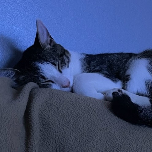 Comet (No Adoption Fee), Adopted, Young Male Domestic Short Hair.