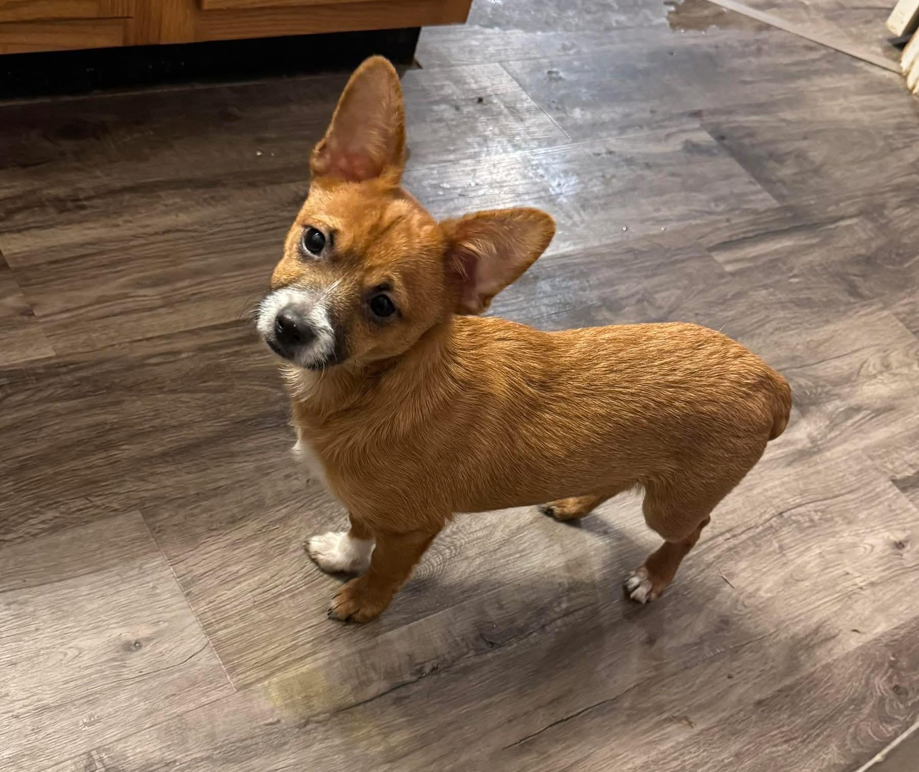 Enlarge Lalo, a Adoptable mixed breed in Brazil, IN image 1/2