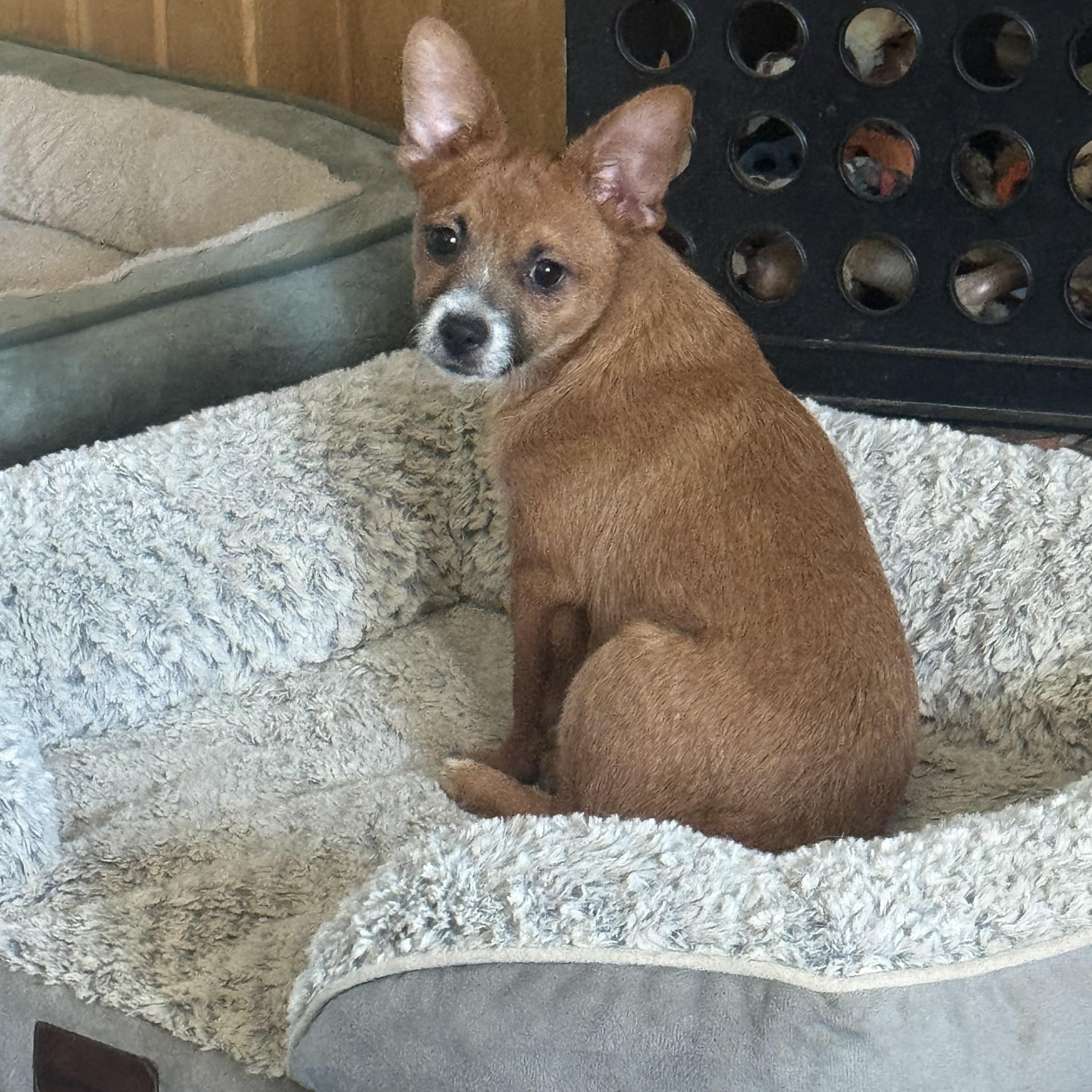 Enlarge Lalo, a Adoptable mixed breed in Brazil, IN image 2/2