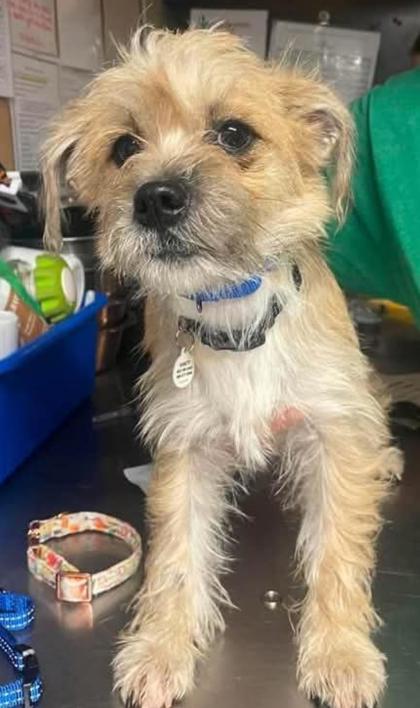 Enlarge Chicklet, a Adoptable Cairn Terrier in Phoenix, AZ image 2/2