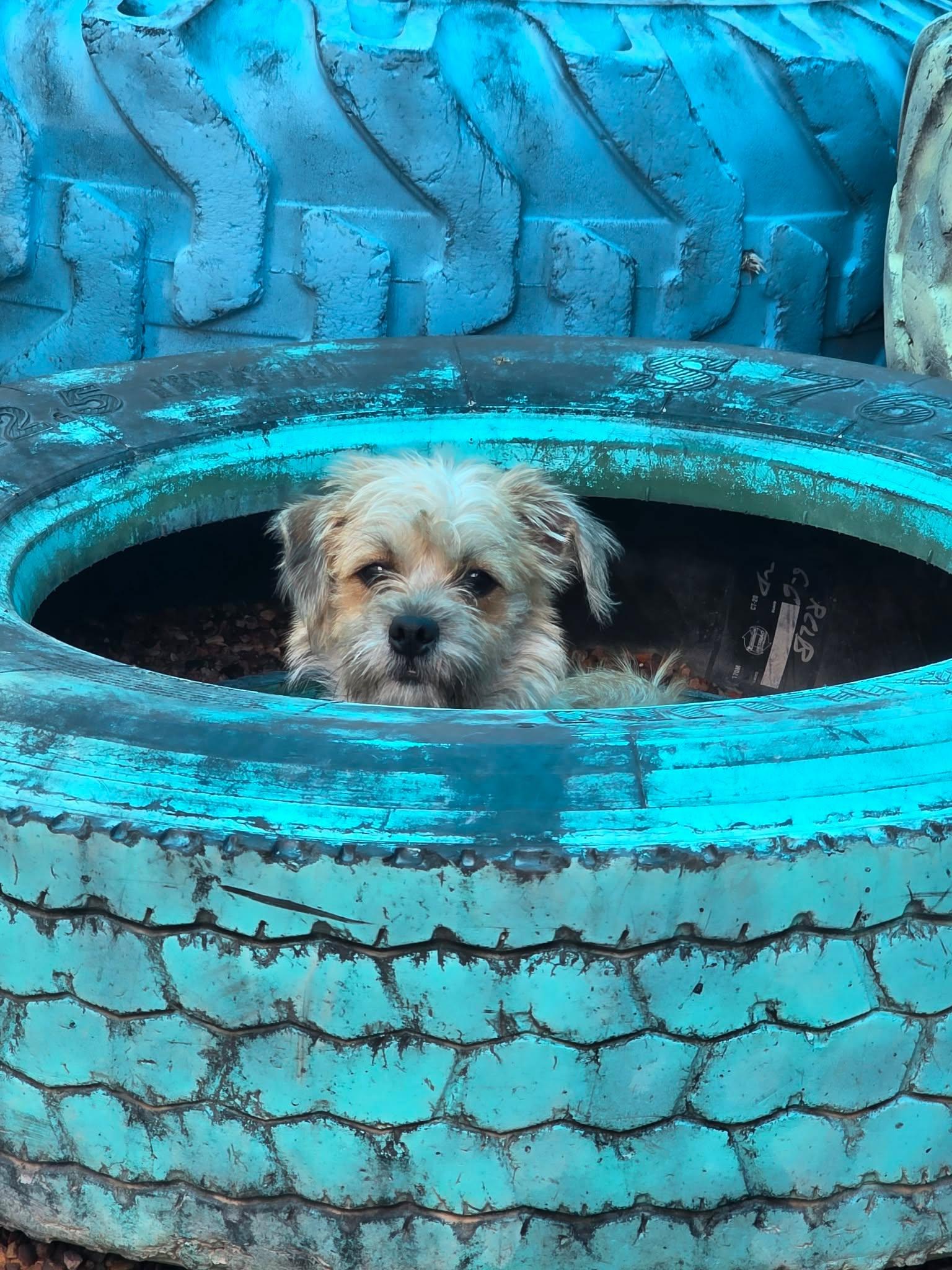 Chicklet, Adoptable, Puppy Female Cairn Terrier.