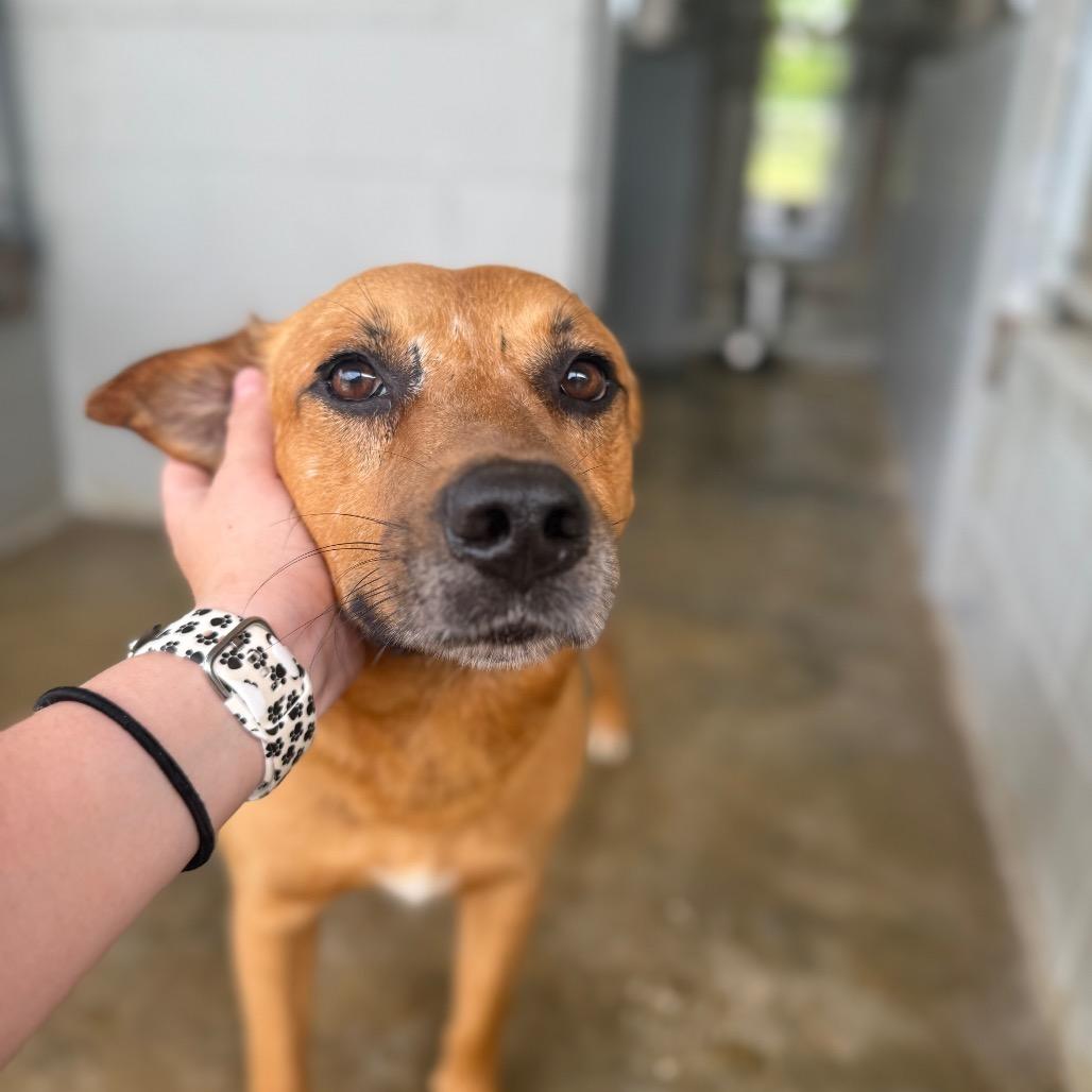 Brownie 061002, Adoptable, Adult Male German Shepherd Dog & Labrador Retriever.