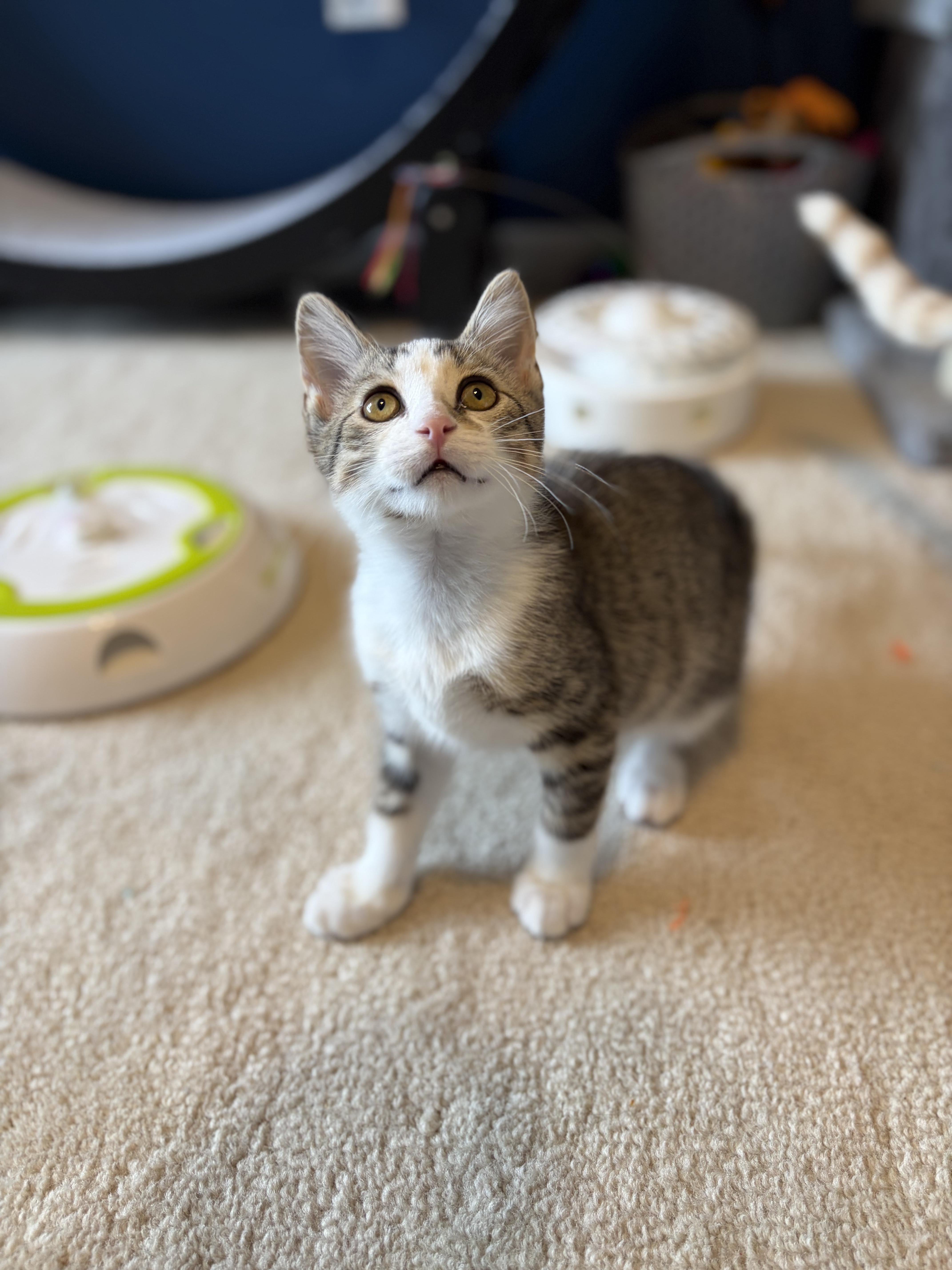 Enlarge Faris, a ADOPTABLE Domestic Short Hair in South Lyon, MI image 5/6