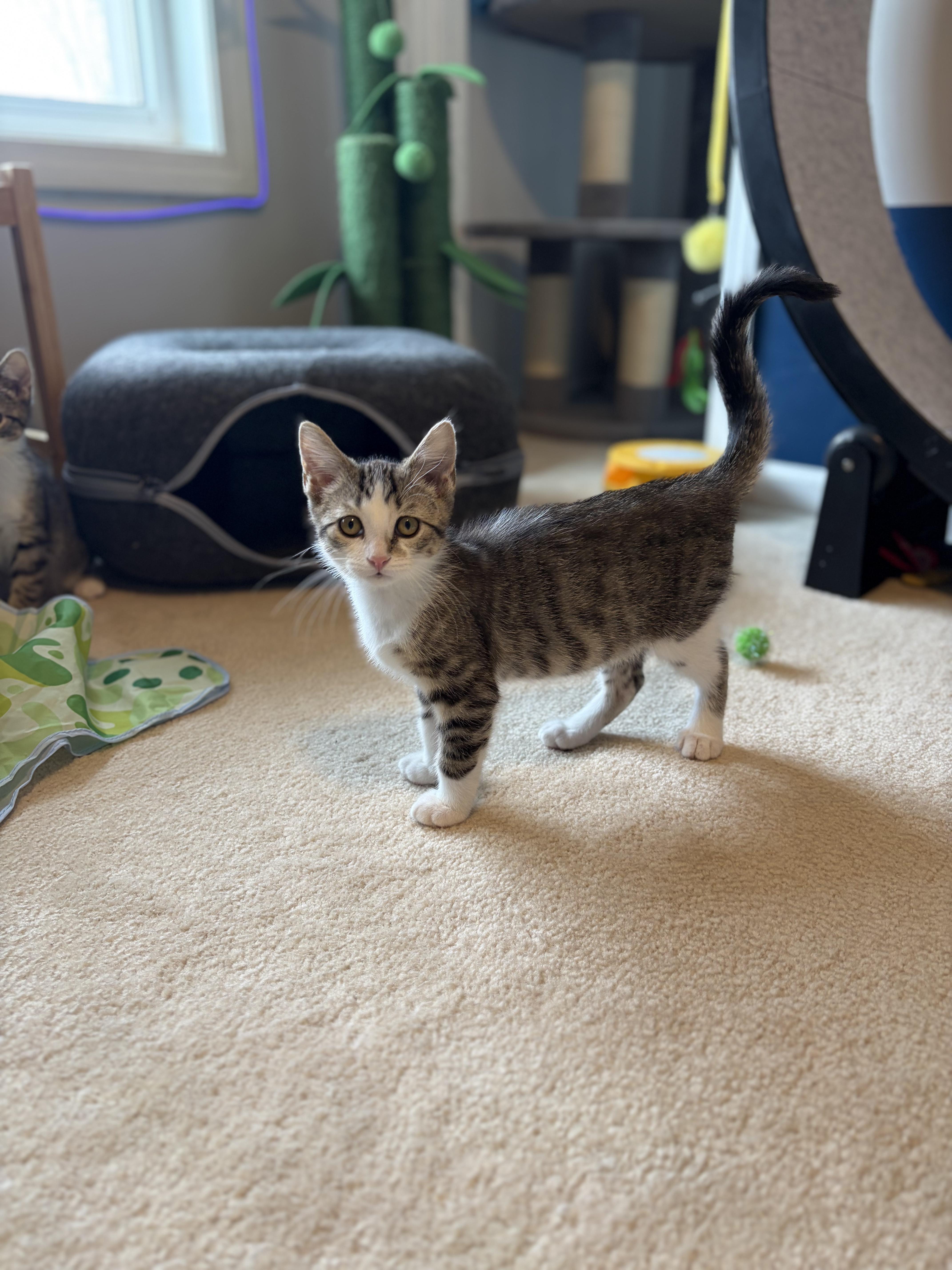 Enlarge Faris, a ADOPTABLE Domestic Short Hair in South Lyon, MI image 4/6