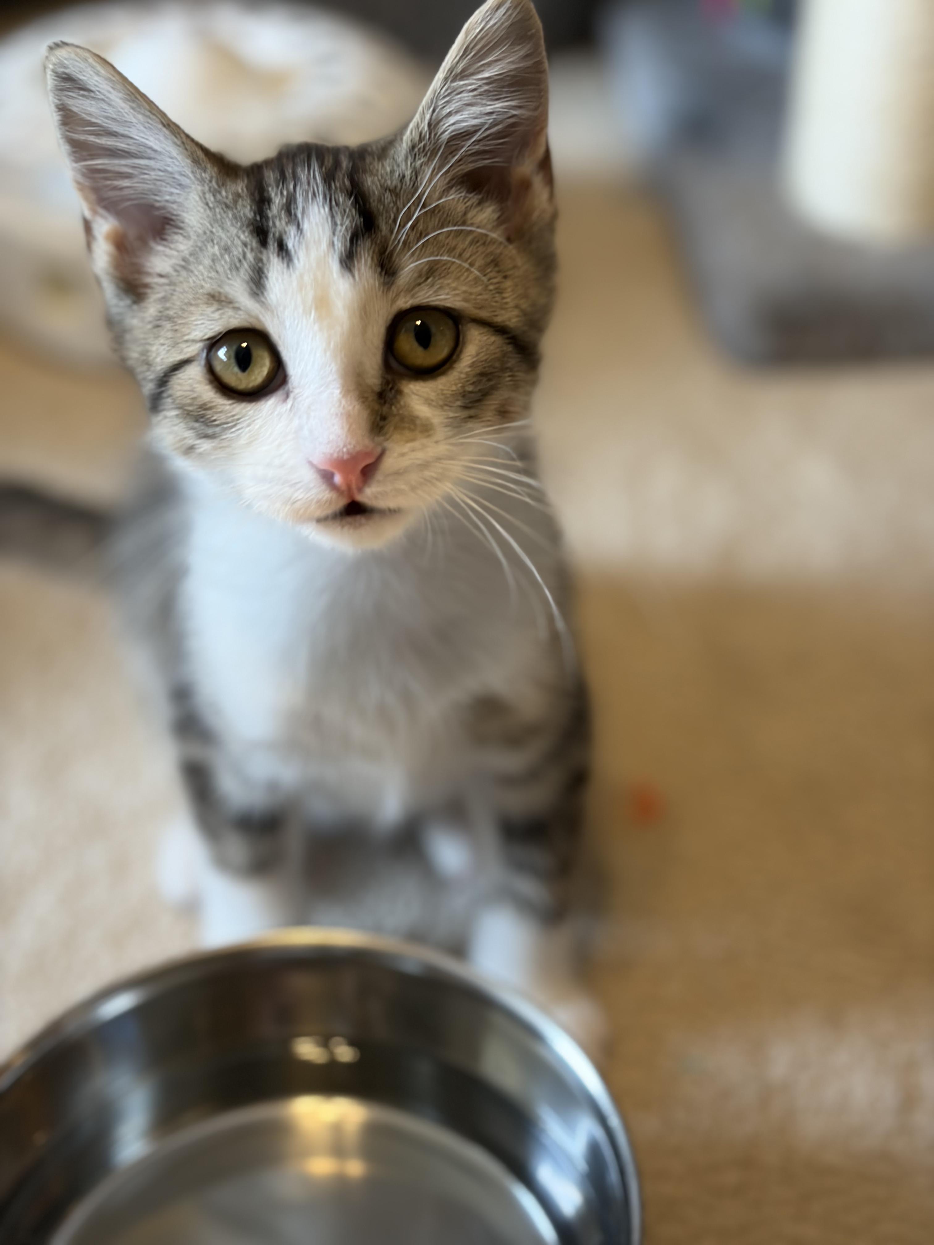 Faris, ADOPTABLE, Kitten Male Domestic Short Hair.