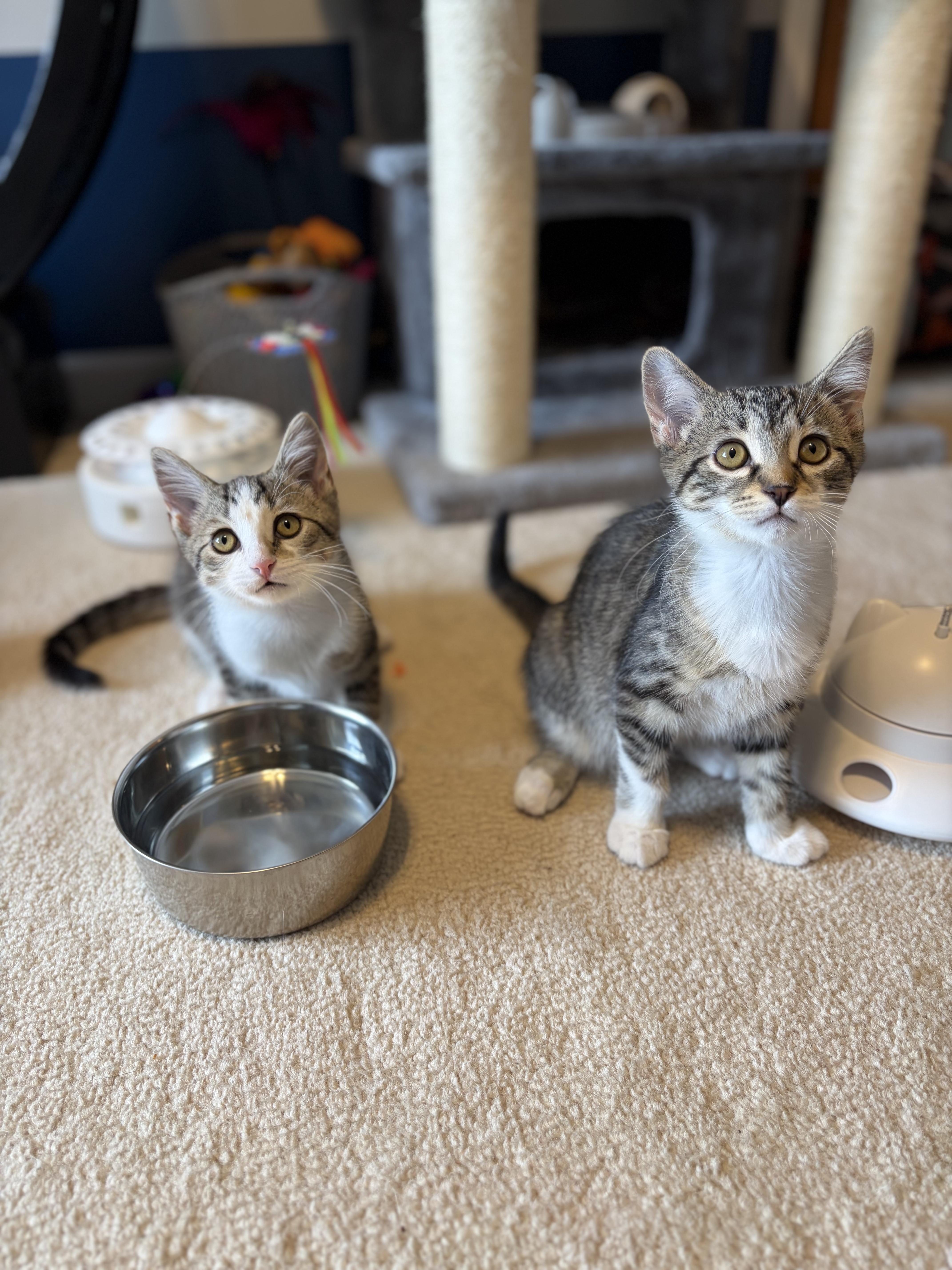 Enlarge Faris, a ADOPTABLE Domestic Short Hair in South Lyon, MI image 3/6