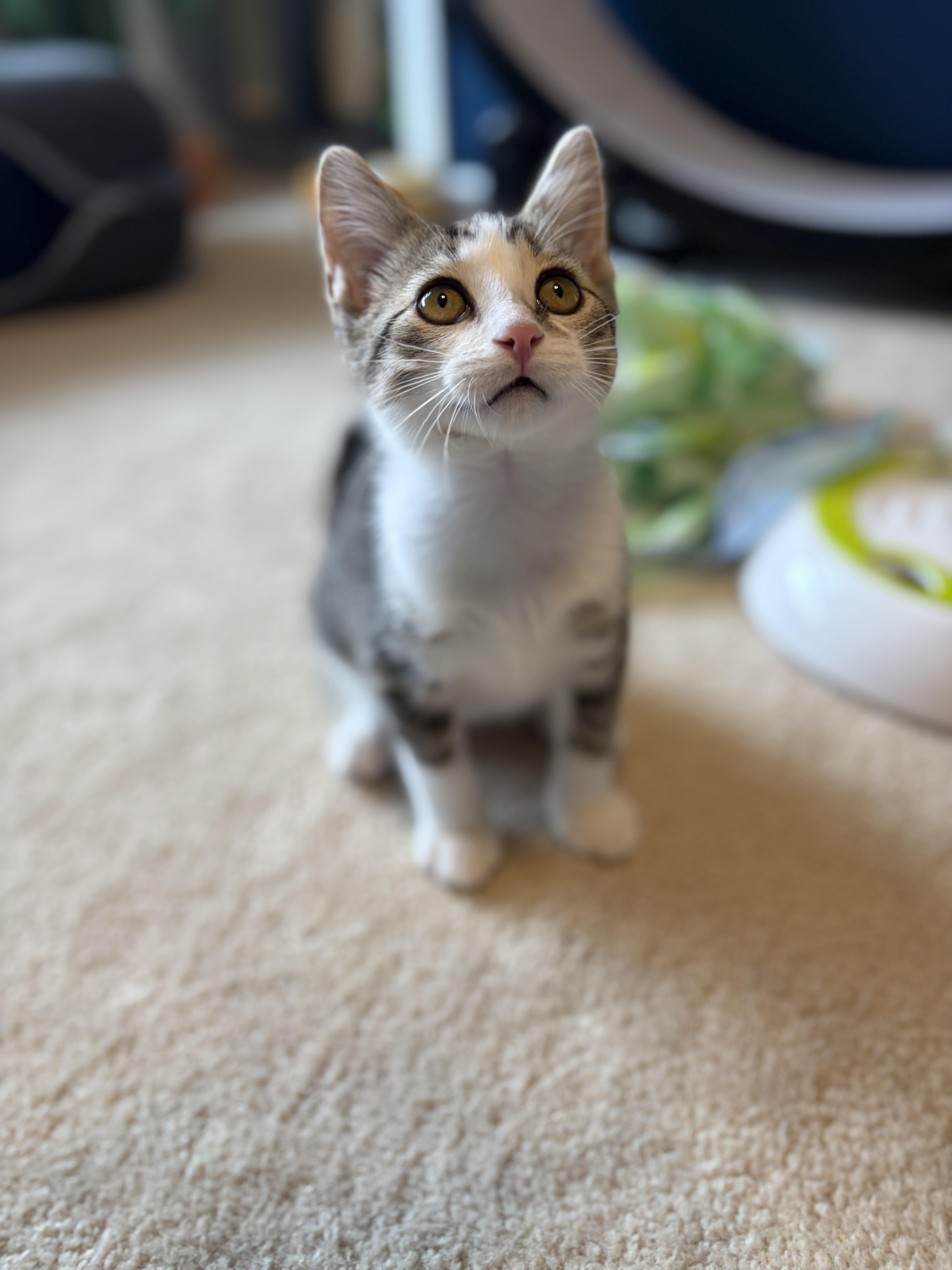 Enlarge Faris, a ADOPTABLE Domestic Short Hair in South Lyon, MI image 2/6