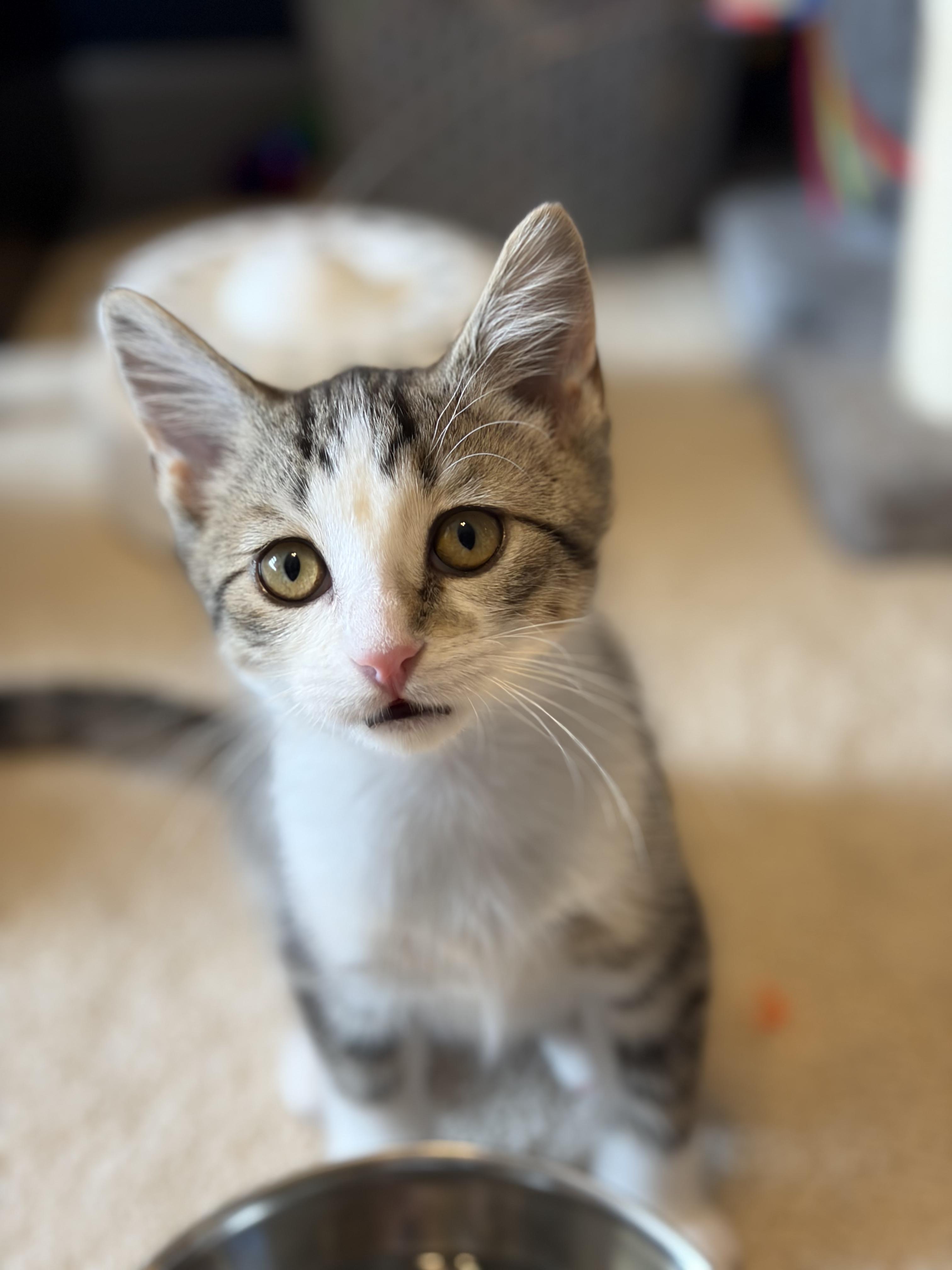 Enlarge Faris, a ADOPTABLE Domestic Short Hair in South Lyon, MI image 6/6