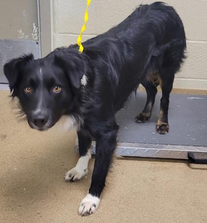 Enlarge Cookie, a Adoptable mixed breed in Lewisville, TX image 1/1